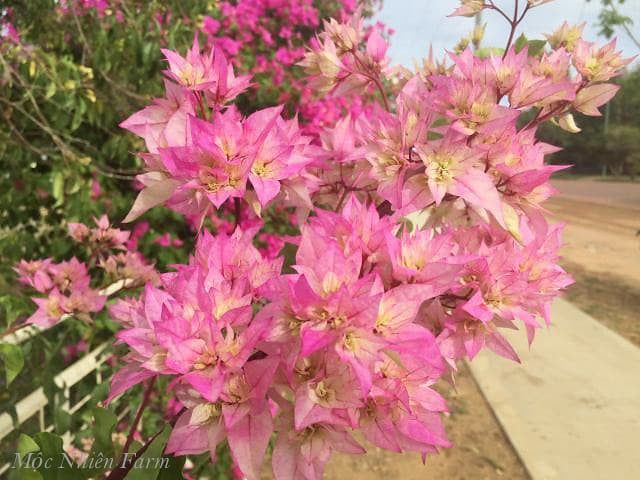  Hoa giấy hồng 461 