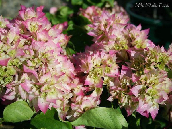  Hoa giấy hồng 461 