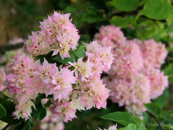  Hoa giấy hồng 461 