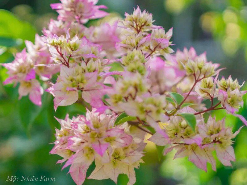  Hoa giấy hồng 461 