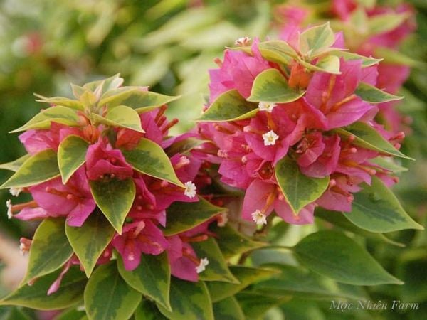  Hoa giấy Mỹ hồng cẩm thạch 478 