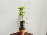  Hoa giấy Mỹ hồng cẩm thạch 478 