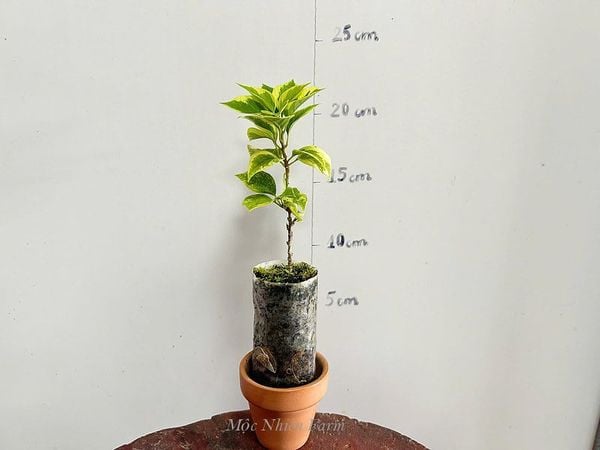  Hoa giấy Mỹ hồng cẩm thạch 478 