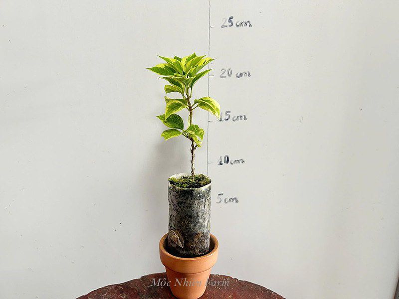  Hoa giấy Mỹ hồng cẩm thạch 478 