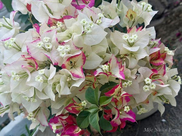 Hoa giấy Sufia 464 