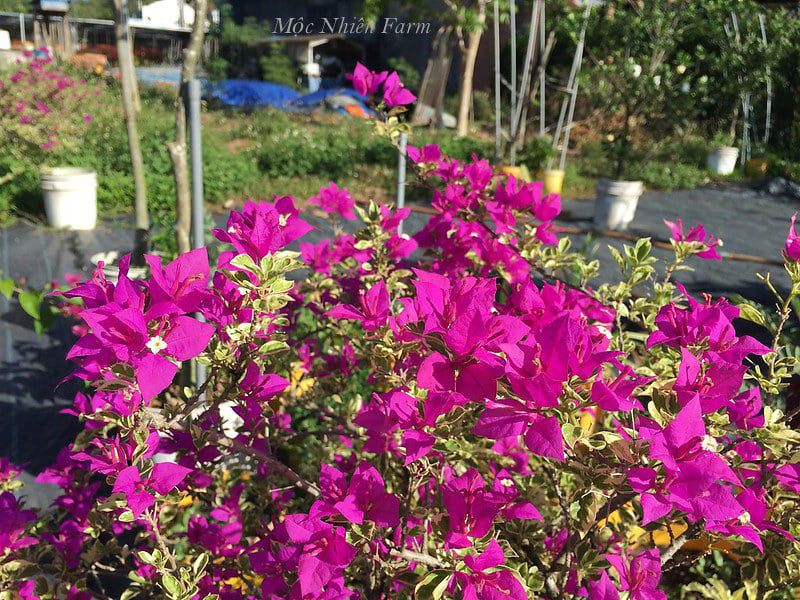  Hoa giấy tím cẩm thạch M1 