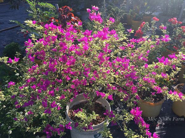  Hoa giấy tím cẩm thạch M1 