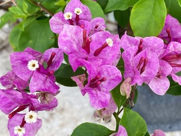  Hoa giấy Violet 486 