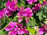 Hoa giấy Violet 486 