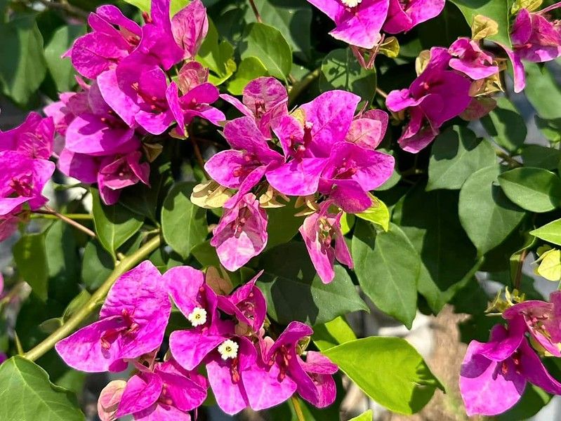  Hoa giấy Violet 486 