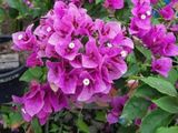  Hoa giấy Violet 486 
