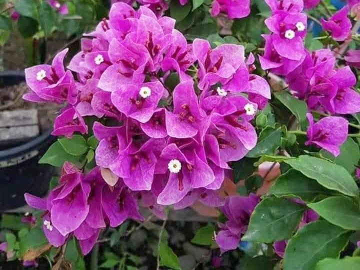  Hoa giấy Violet 486 