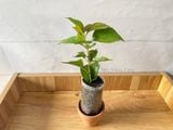  Hoa giấy Violet 486 