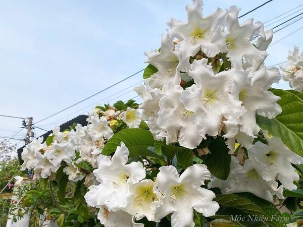  Hoa hoàng hôn 206 