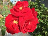  Hoa hồng Don Juan 575 