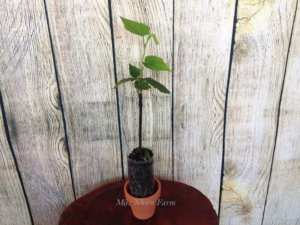  Hoa lồng đèn vàng A3 