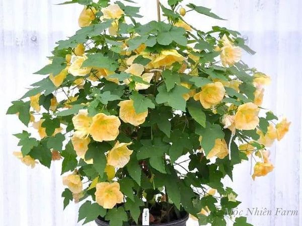  Hoa lồng đèn vàng A3 