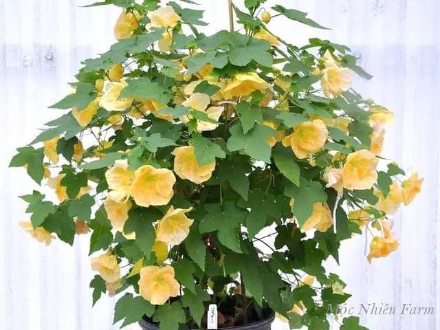  Hoa lồng đèn vàng A3 