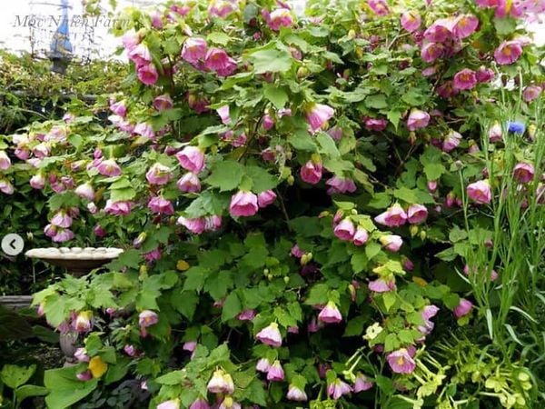  Hoa lồng đèn hồng V2 