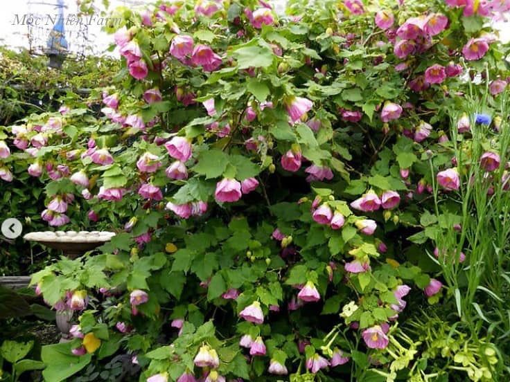  Hoa lồng đèn hồng V2 