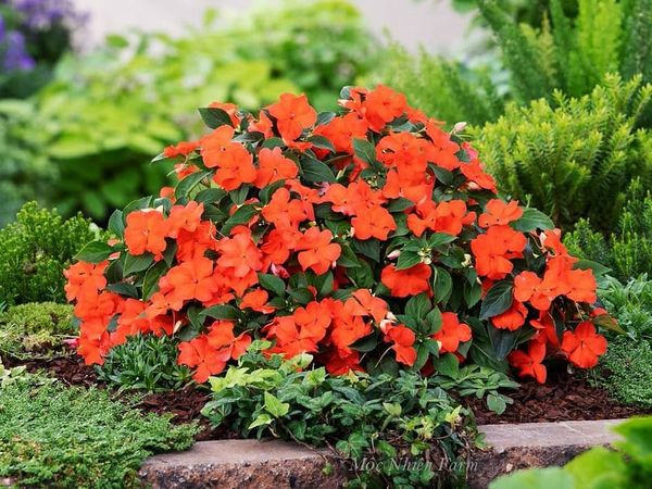  Hoa mai địa thảo cam 237 