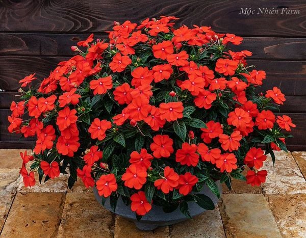  Hoa mai địa thảo cam 237 