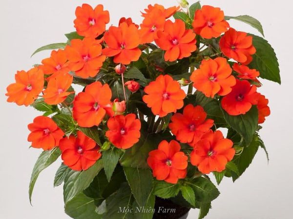  Hoa mai địa thảo cam 237 