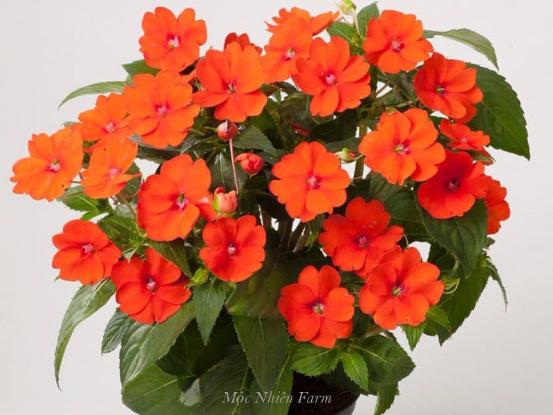  Hoa mai địa thảo cam 237 