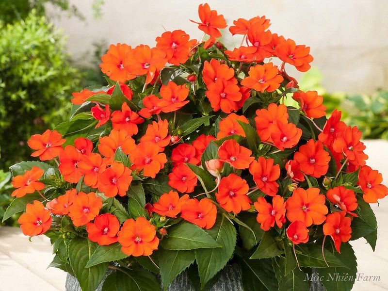  Hoa mai địa thảo cam 237 
