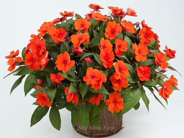  Hoa mai địa thảo cam 237 
