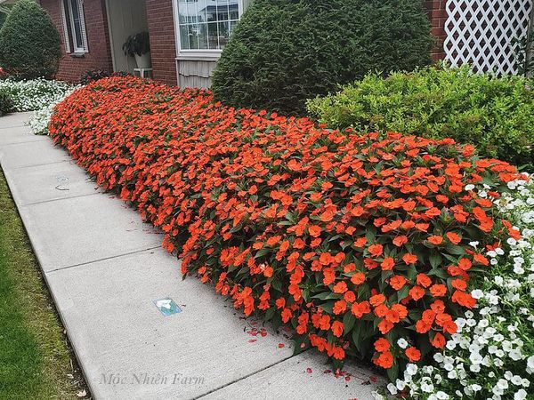  Hoa mai địa thảo cam 237 