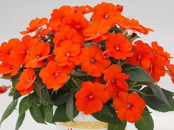  Hoa mai địa thảo cam 237 