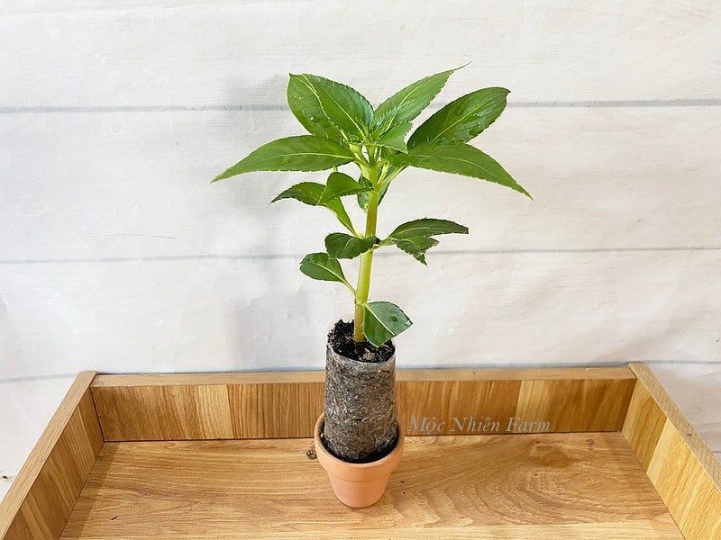  Hoa mai địa thảo đỏ 238 