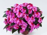  Hoa mai địa thảo hồng 239 