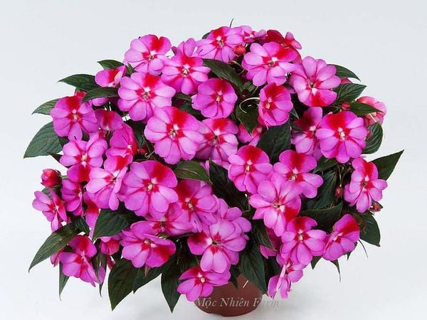  Hoa mai địa thảo hồng 239 