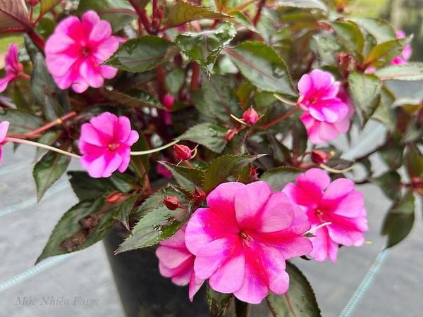  Hoa mai địa thảo hồng 239 
