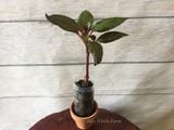  Hoa mai địa thảo hồng 239 