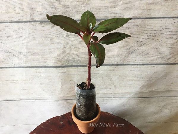  Hoa mai địa thảo hồng 239 
