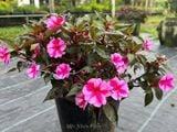  Hoa mai địa thảo hồng 239 