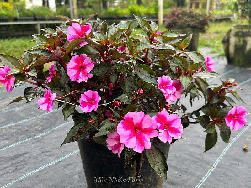  Hoa mai địa thảo hồng 239 