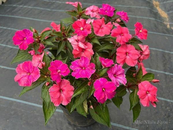  Hoa mai địa thảo cam 240 