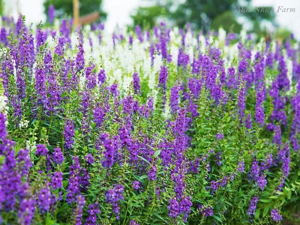  Hoa ngọc hân tím A1 