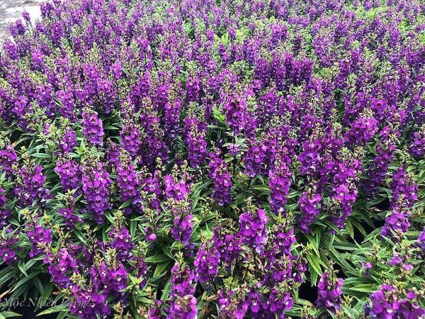  Hoa ngọc hân tím A1 