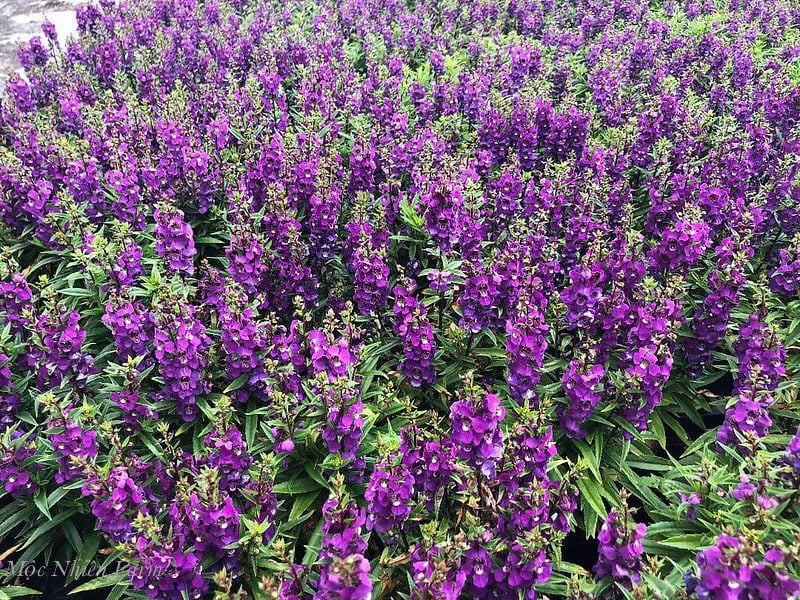  Hoa ngọc hân tím A1 