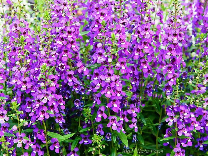  Hoa ngọc hân tím A1 