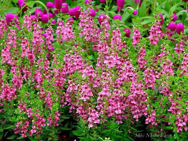  Hoa ngọc hân hồng B1 