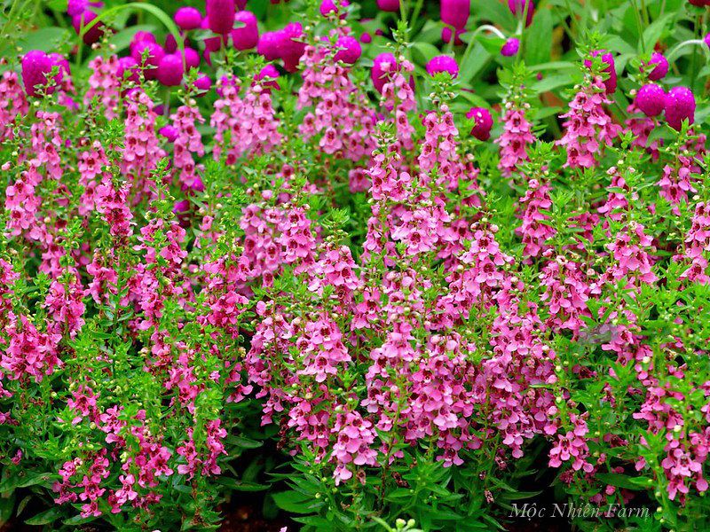  Hoa ngọc hân hồng B1 