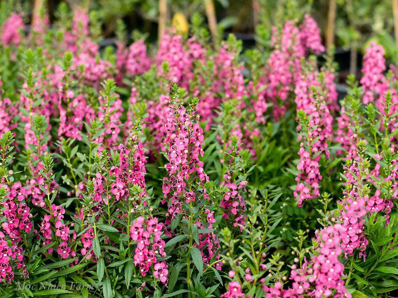  Hoa ngọc hân hồng B1 