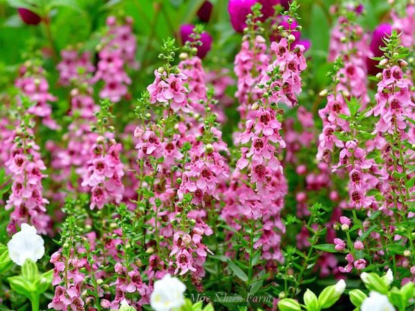  Hoa ngọc hân hồng B1 