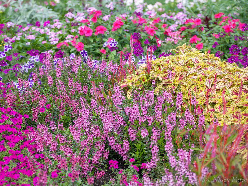  Hoa ngọc hân hồng B1 